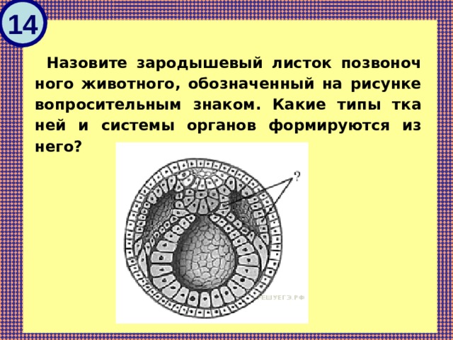 Рассмотрите рисунок и назовите зародышевый листок позвоночного животного обозначенный цифрой 1