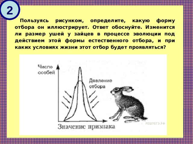 Используя рисунок определи. Пользуясь рисунком определите какую форму отбора он иллюстрирует. Какую форму отбора иллюстрирует данный рисунок. Уши у Зайцев естественный отбор. Форма отбора в процессе эволюции у зайца.