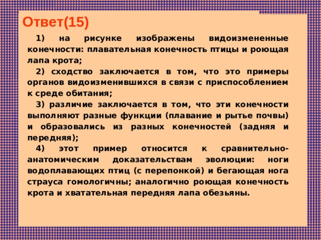 Ответ(15)  1) на ри­сун­ке изоб­ра­же­ны видоизмененные конечности: пла­ва­тель­ная ко­неч­ность птицы и ро­ю­щая лапа крота; 2) сход­ство за­клю­ча­ет­ся в том, что это примеры органов видоизменившихся в связи с приспособлением к среде обитания; 3) раз­ли­чие за­клю­ча­ет­ся в том, что эти ко­неч­но­сти вы­пол­ня­ют разные функ­ции (плавание и рытье почвы) и образовались из разных конечностей (задняя и передняя); 4) этот при­мер от­но­сит­ся к сравнительно-анатомическим до­ка­за­тель­ствам эволюции: ноги водоплавающих птиц (с перепонкой) и бегающая нога страуса гомологичны; аналогично роющая конечность крота и хватательная передняя лапа обезьяны. 