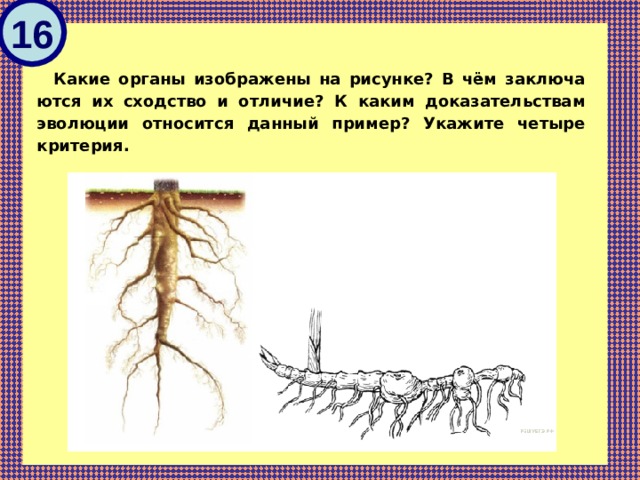 Определите орган изображенный на рисунке. Какой орган изображен на рисунке. Какие органы изображены на рисунке в чем сходство и отличие. Какие органы изображены на рисунке в чем заключается их сходство. Органы, изображенные на рисунке, относятся к.