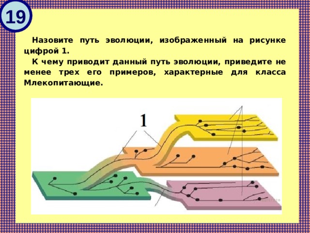 Назовите путь эволюции изображенный на рисунке 1 к чему приводит данный путь эволюции