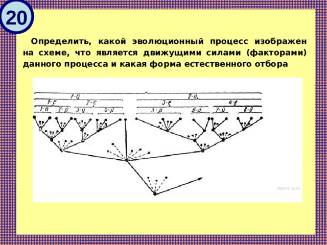 Какой эволюционный процесс изображен на схеме