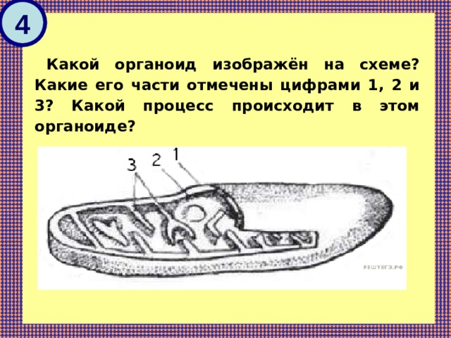 Изображенного под цифрой 3. Какой органоид изображен. Какой органоид изображен на схеме. Какой оргонойд изображён на рисунке. Какая органелла изображена на схеме?.