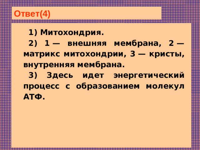 Ответ(4)  1) Митохондрия. 2) 1 — внешняя мембрана, 2 — матрикс митохондрии, 3 — кристы, внутренняя мембрана. 3) Здесь идет энергетический процесс с образованием молекул АТФ. 