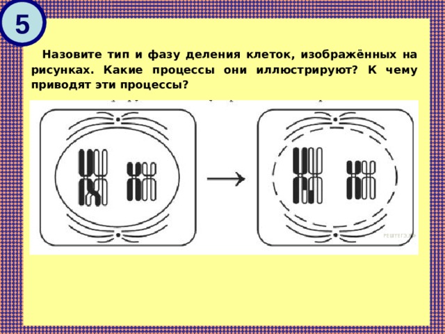 Назовите деление клеток изображенных на рисунке. Назовите Тип и фазу деления клеток изображенных на рисунках. Установите Тип и фазу деления клеток изображенных на рисунках. Назовите Тип и фазу деления изображённых на рисунке ответ обоснуйте.