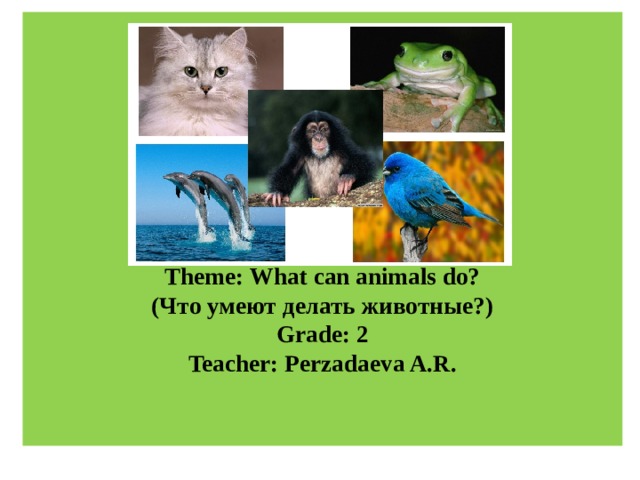 What can animals do презентация