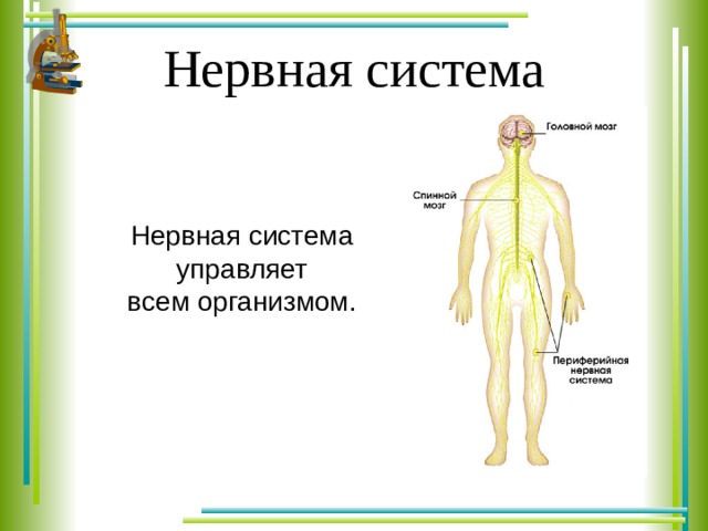 Нервная система Нервная система управляет всем организмом. 