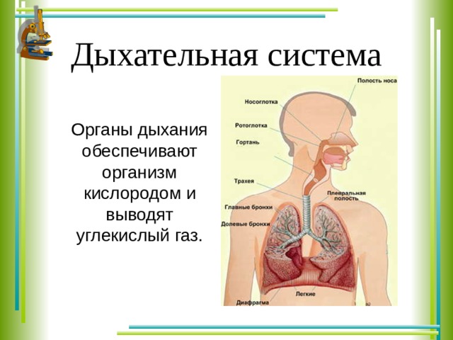 Дыхательная система Органы дыхания обеспечивают организм кислородом и выводят углекислый газ. 