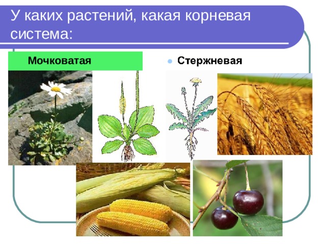 У каких растений, какая корневая система: Мочковатая  Мочковатая                              
