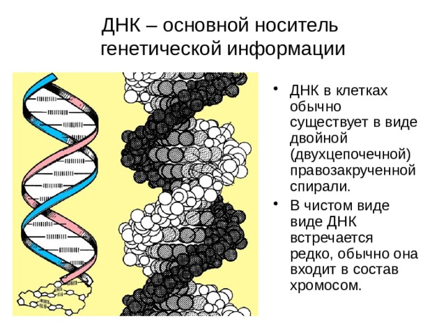 ДНК – основной носитель  генетической информации ДНК в клетках обычно существует в виде двойной (двухцепочечной) правозакрученной спирали. В чистом виде виде ДНК встречается редко, обычно она входит в состав хромосом. 