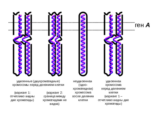 ген А неудвоенная удвоенные (двухроматидные) хромосомы перед делением клетки удвоенная хромосома (одно-хроматидная) хромосома перед делением клетки после деления клетки (вариант 1 – отчетливо видны две хроматиды) (вариант 1: (вариант 2: отчетливо видны две хроматиды) граница между хроматидами не видна) 