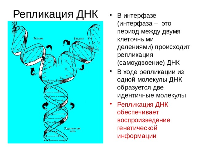 Репликация ДНК В интерфазе (интерфаза – это период между двумя клеточными делениями) происходит репликация (самоудвоение) ДНК В ходе репликации из одной молекулы ДНК образуется две идентичные молекулы Репликация ДНК обеспечивает воспроизведение генетической информации 
