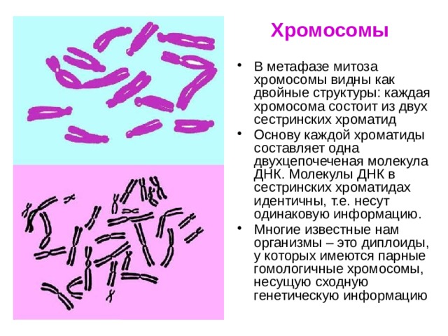 Хромосомы В метафазе митоза хромосомы видны как двойные структуры: каждая хромосома состоит из двух сестринских хроматид Основу каждой хроматиды составляет одна двухцепочеченая молекула ДНК. Молекулы ДНК в сестринских хроматидах идентичны, т.е. несут одинаковую информацию. Многие известные нам организмы – это диплоиды, у которых имеются парные гомологичные хромосомы, несущую сходную генетическую информацию 