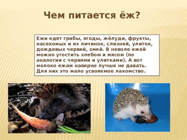 Презентация для дошкольников "Еж из шишки и пластилина" - дошкольное образование