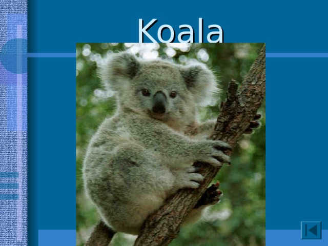 Koala