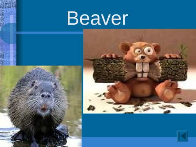Beaver