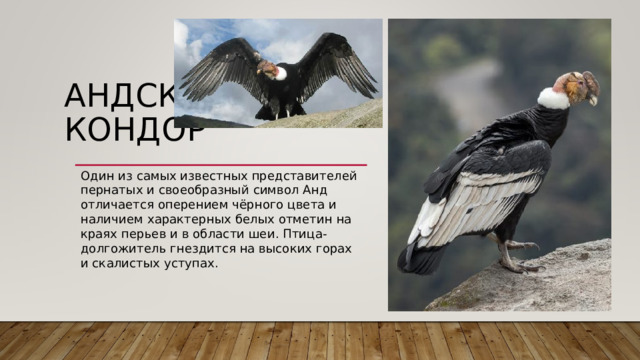 АНДСКИЙ КОНДОР   Один из самых известных представителей пернатых и своеобразный символ Анд отличается оперением чёрного цвета и наличием характерных белых отметин на краях перьев и в области шеи. Птица-долгожитель гнездится на высоких горах и скалистых уступах. 