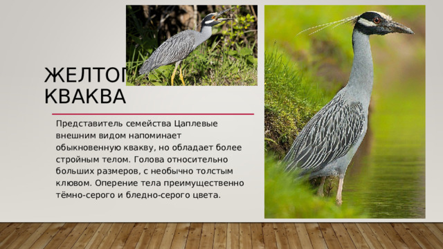 ЖЕЛТОГОЛОВАЯ КВАКВА   Представитель семейства Цаплевые внешним видом напоминает обыкновенную квакву, но обладает более стройным телом. Голова относительно больших размеров, с необычно толстым клювом. Оперение тела преимущественно тёмно-серого и бледно-серого цвета. 