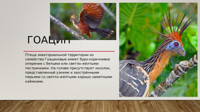 ГОАЦИН   Птица экваториальной территории из семейства Гоациновые имеет буро-коричневое оперение с белыми или светло-жёлтыми пестринками. На голове присутствует хохолок, представленный узкими и заострёнными перьями со светло-жёлтыми хорошо заметными каёмками. 