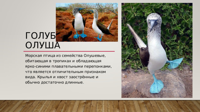 ГОЛУБОНОГАЯ ОЛУША   Морская птица из семейства Олушевые, обитающая в тропиках и обладающая ярко-синими плавательными перепонками, что является отличительным признаком вида. Крылья и хвост заострённые и обычно достаточно длинные. 