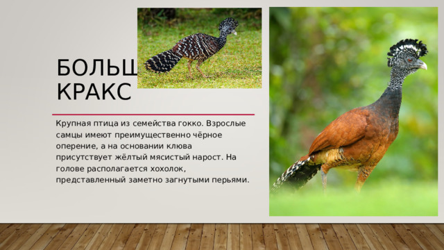 БОЛЬШОЙ КРАКС   Крупная птица из семейства гокко. Взрослые самцы имеют преимущественно чёрное оперение, а на основании клюва присутствует жёлтый мясистый нарост. На голове располагается хохолок, представленный заметно загнутыми перьями. 