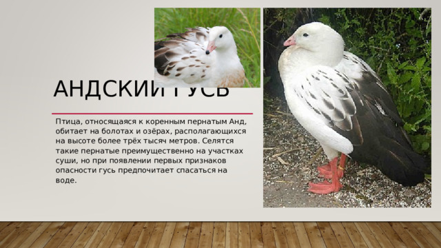 АНДСКИЙ ГУСЬ   Птица, относящаяся к коренным пернатым Анд, обитает на болотах и озёрах, располагающихся на высоте более трёх тысяч метров. Селятся такие пернатые преимущественно на участках суши, но при появлении первых признаков опасности гусь предпочитает спасаться на воде. 