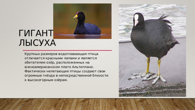 ГИГАНТСКАЯ ЛЫСУХА   Крупных размеров водоплавающая птица отличается красными лапами и является обитателем озёр, расположенных на южноамериканском плато Альтиплано. Фактически нелетающие птицы создают свои огромные гнёзда в непосредственной близости к высокогорным озёрам. 
