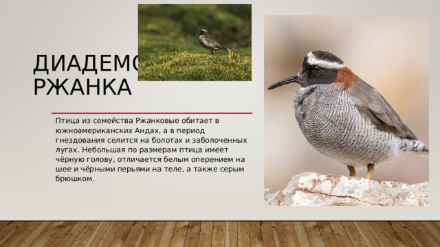 ДИАДЕМОВАЯ РЖАНКА   Птица из семейства Ржанковые обитает в южноамериканских Андах, а в период гнездования селится на болотах и заболоченных лугах. Небольшая по размерам птица имеет чёрную голову, отличается белым оперением на шее и чёрными перьями на теле, а также серым брюшком. 