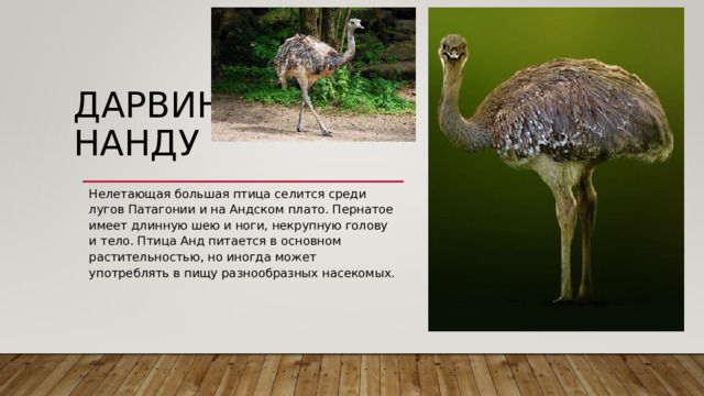 ДАРВИНОВ НАНДУ   Нелетающая большая птица селится среди лугов Патагонии и на Андском плато. Пернатое имеет длинную шею и ноги, некрупную голову и тело. Птица Анд питается в основном растительностью, но иногда может употреблять в пищу разнообразных насекомых. 