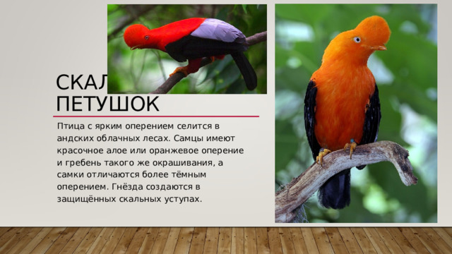 СКАЛЬНЫЙ ПЕТУШОК   Птица с ярким оперением селится в андских облачных лесах. Самцы имеют красочное алое или оранжевое оперение и гребень такого же окрашивания, а самки отличаются более тёмным оперением. Гнёзда создаются в защищённых скальных уступах. 