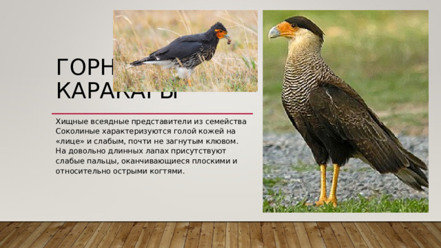 ГОРНЫЕ КАРАКАРЫ   Хищные всеядные представители из семейства Соколиные характеризуются голой кожей на «лице» и слабым, почти не загнутым клювом. На довольно длинных лапах присутствуют слабые пальцы, оканчивающиеся плоскими и относительно острыми когтями. 
