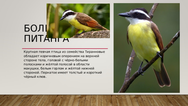 БОЛЬШАЯ ПИТАНГА   Крупная певчая птица из семейства Тиранновые обладает коричневым оперением на верхней стороне тела, головой с чёрно-белыми полосками и жёлтой полосой в области макушки, белым горлом и жёлтой нижней стороной. Пернатое имеет толстый и короткий чёрный клюв. 