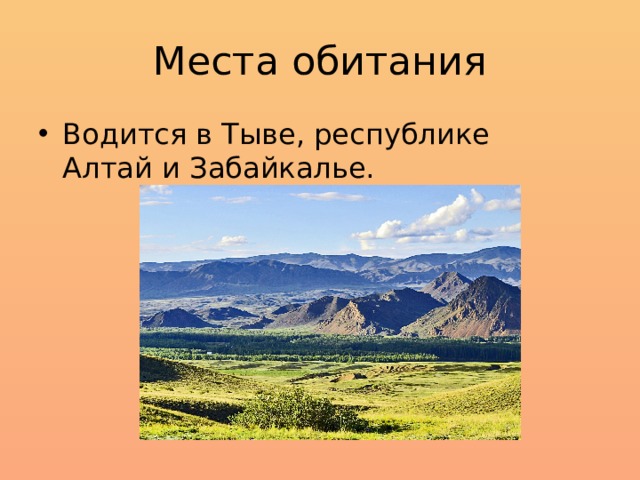 Места обитания Водится в Тыве, республике Алтай и Забайкалье. 