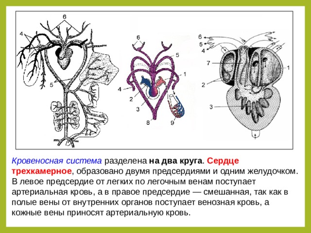Кровеносная система разделена на два круга . Сердце трехкамерное , образовано двумя предсердиями и одним желудочком. В левое предсердие от легких по легочным венам поступает артериальная кровь, а в правое предсердие — смешанная, так как в полые вены от внутренних органов поступает венозная кровь, а кожные вены приносят артериальную кровь.  