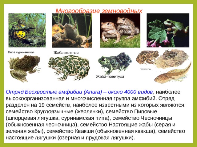 Многообразие земноводных Отряд Бесхвостые амфибии (Anura) – около 4000 видов ,  наиболее высокоорганизованная и многочисленная группа амфибий. Отряд разделен на 19 семейств, наиболее известными из которых являются: семейство Круглоязычные (жерлянки), семейство Пиповые (шпорцевая лягушка, суринамская пипа), семейство Чесночницы (обыкновенная чесночница), семейство Настоящие жабы (серая и зеленая жабы), семейство Квакши (обыкновенная квакша), семейство настоящие лягушки (озерная и прудовая лягушки).  