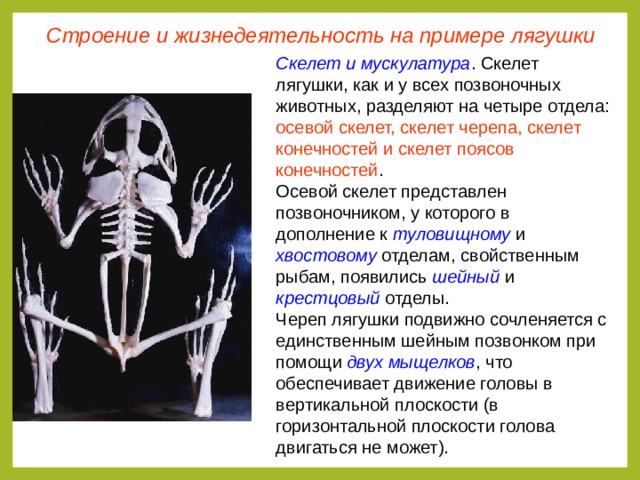 Строение и жизнедеятельность на примере лягушки Скелет и мускулатура . Скелет лягушки, как и у всех позвоночных животных, разделяют на четыре отдела: осевой скелет, скелет черепа, скелет конечностей и скелет поясов конечностей . Осевой скелет представлен позвоночником, у которого в дополнение к туловищному и хвостовому отделам, свойственным рыбам, появились шейный и крестцовый отделы. Череп лягушки подвижно сочленяется с единственным шейным позвонком при помощи двух мыщелков , что обеспечивает движение головы в вертикальной плоскости (в горизонтальной плоскости голова двигаться не может).  