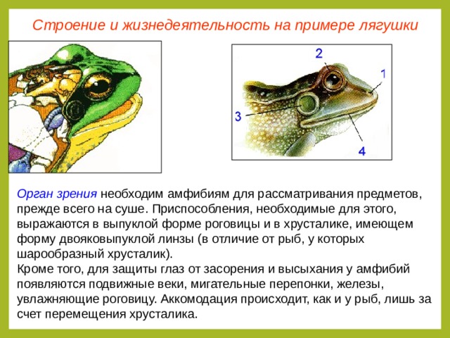 Строение и жизнедеятельность на примере лягушки Орган зрения необходим амфибиям для рассматривания предметов, прежде всего на суше. Приспособления, необходимые для этого, выражаются в выпуклой форме роговицы и в хрусталике, имеющем форму двояковыпуклой линзы (в отличие от рыб, у которых шарообразный хрусталик). Кроме того, для защиты глаз от засорения и высыхания у амфибий появляются подвижные веки, мигательные перепонки, железы, увлажняющие роговицу. Аккомодация происходит, как и у рыб, лишь за счет перемещения хрусталика.  