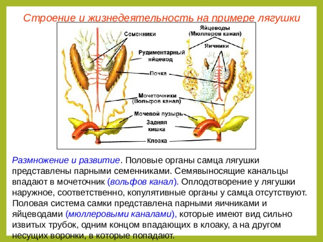 Строение и жизнедеятельность на примере лягушки Размножение и развитие . Половые органы самца лягушки представлены парными семенниками. Семявыносящие канальцы впадают в мочеточник ( вольфов канал ). Оплодотворение у лягушки наружное, соответственно, копулятивные органы у самца отсутствуют. Половая система самки представлена парными яичниками и яйцеводами ( мюллеровыми каналами ), которые имеют вид сильно извитых трубок, одним концом впадающих в клоаку, а на другом несущих воронки, в которые попадают.  