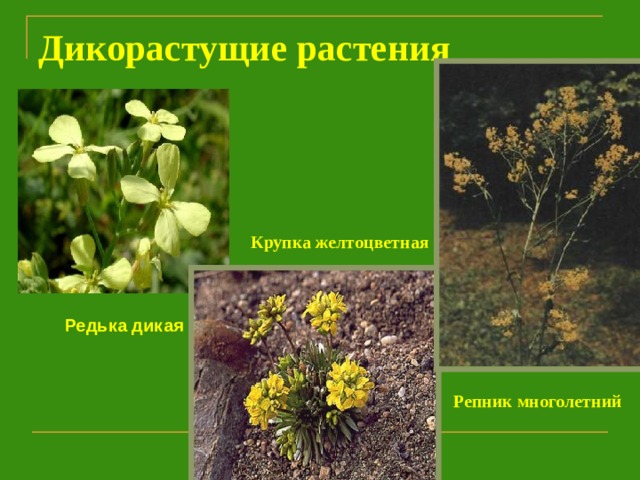 Дикорастущие растения Крупка желтоцветная Редька дикая Репник многолетний  