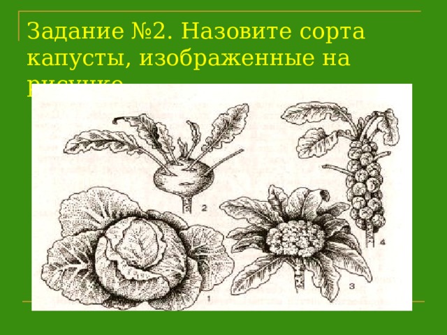 Задание №2. Назовите сорта капусты, изображенные на рисунке   