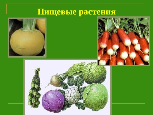 Пищевые растения 