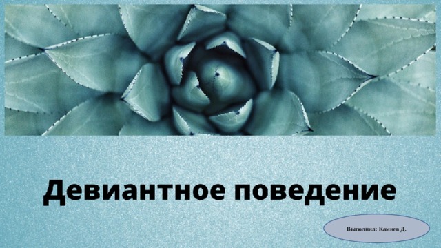 Выполнил: Камиев Д. 