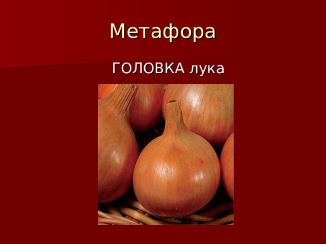 Метафора  ГОЛОВКА лука 