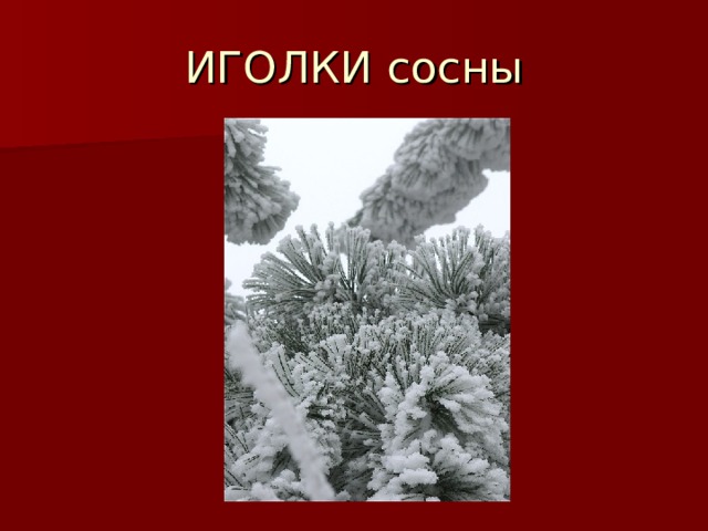 ИГОЛКИ сосны 