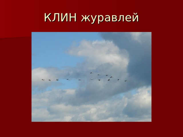 КЛИН журавлей 