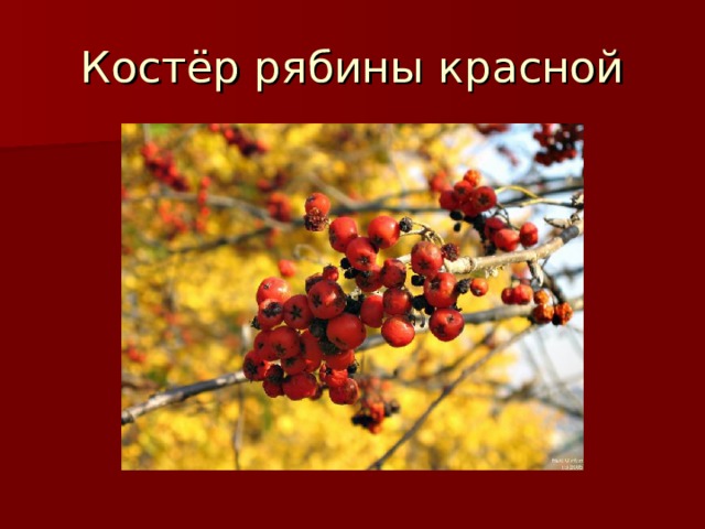 Костёр рябины красной 