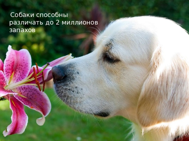  Собаки способны различать до 2 миллионов запахов 