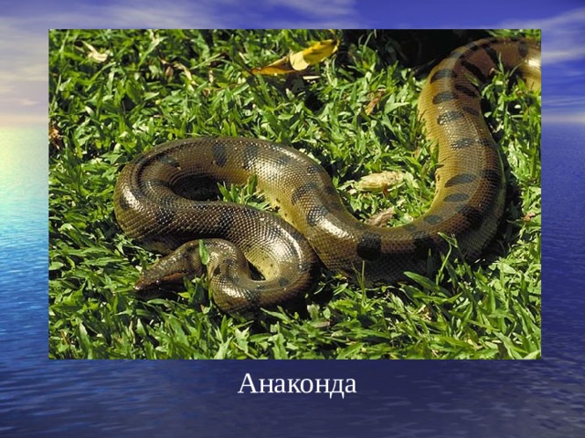 Анаконда 