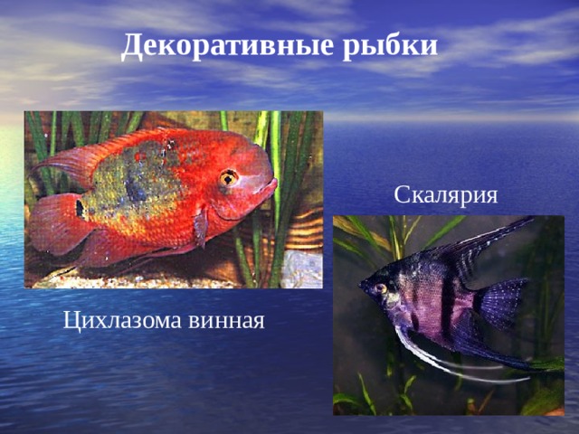 Декоративные рыбки Скалярия Цихлазома винная 