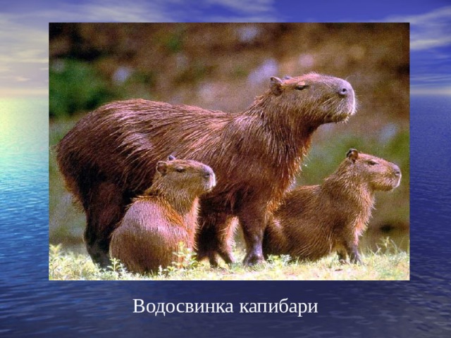 Водосвинка капибари 